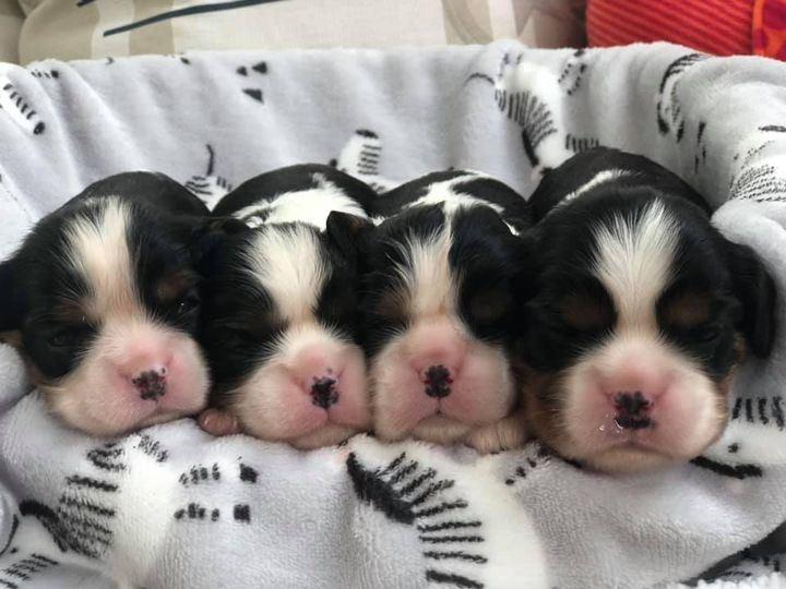 Fotos sind alle von Izabela Barczyk (Bardora Kennel) genehmigt